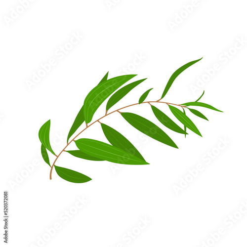 vector illustration, eucalyptus leaf or Melaleuca cajuputi, isolated on white background.