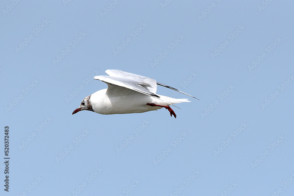 Obraz premium Möwe im Flug