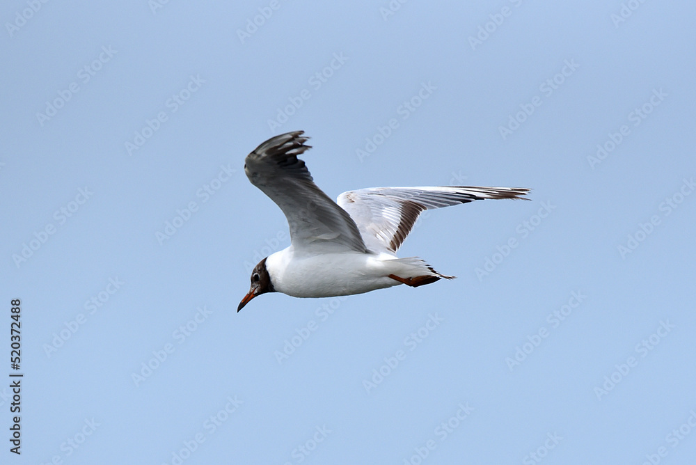 Obraz premium Möwe im Flug