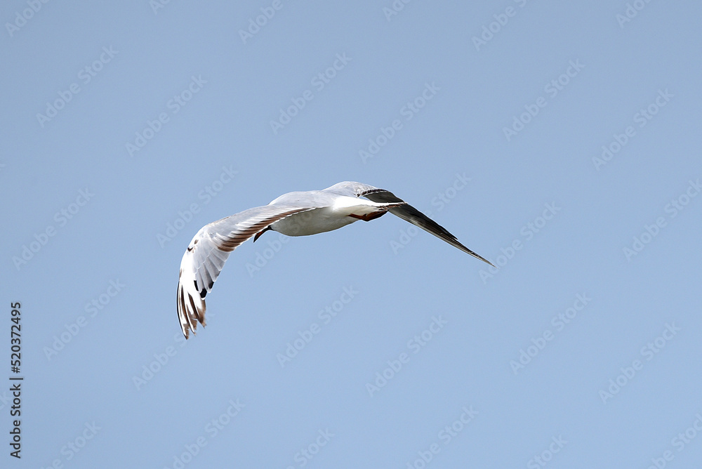 Fototapeta premium Möwe im Flug
