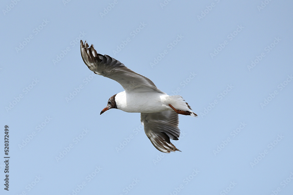 Möwe im Flug