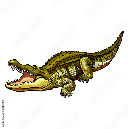 Photo crocodile isolated on white background