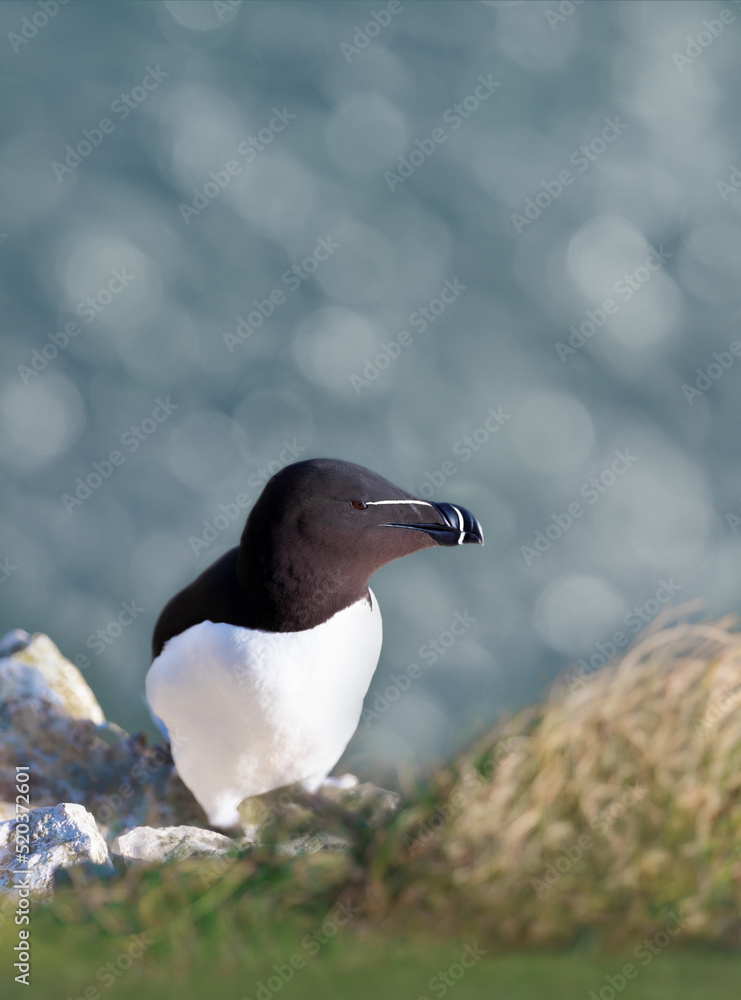 Close up of Razorbill perched on the cliffs Close up of Razorbill perched on the cliffs