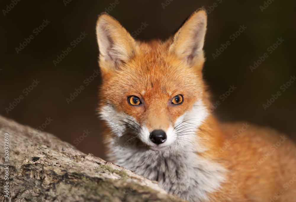 Close up of a Red fox (Vulpes vulpes) in a forest