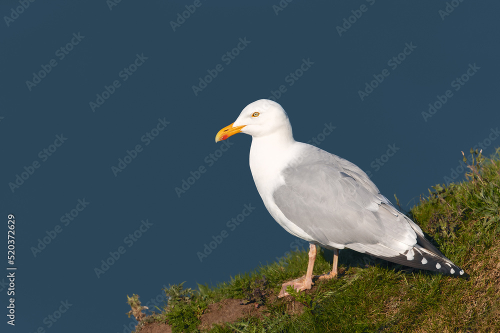 Portrait of European herring gull against blue background on a cliff edge Portrait of European herring gull against blue background on a cliff edge