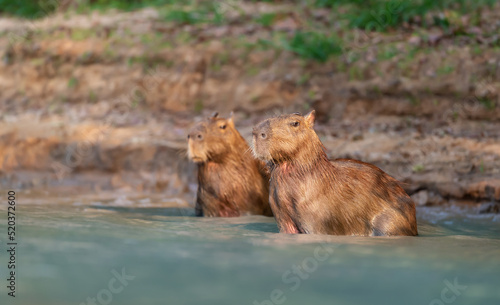 Two Capybaras in water on a river bank