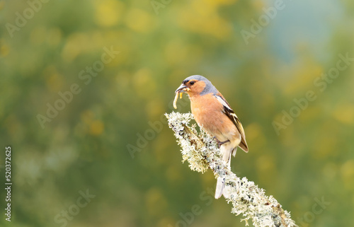 Close up of a common chaffinch with a worm in a beak photo