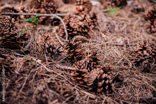 Scattered pine cones on the ground in the forest. Blurred background and bokeh. Selective focus. Beauty is in nature.