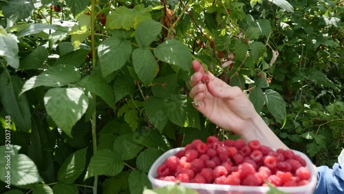 Raspberry Harvest. The Farmer's Hand Picks Red Berries from Tall Bushes to Plastic Container. Green Leaves.