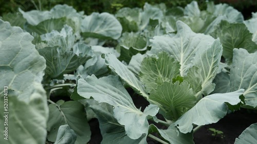 Field of Green Cabbage with Green Leaves on the Ground. Young Cabbage Grows in the Farmer Field. Organic Vegetable Growing.