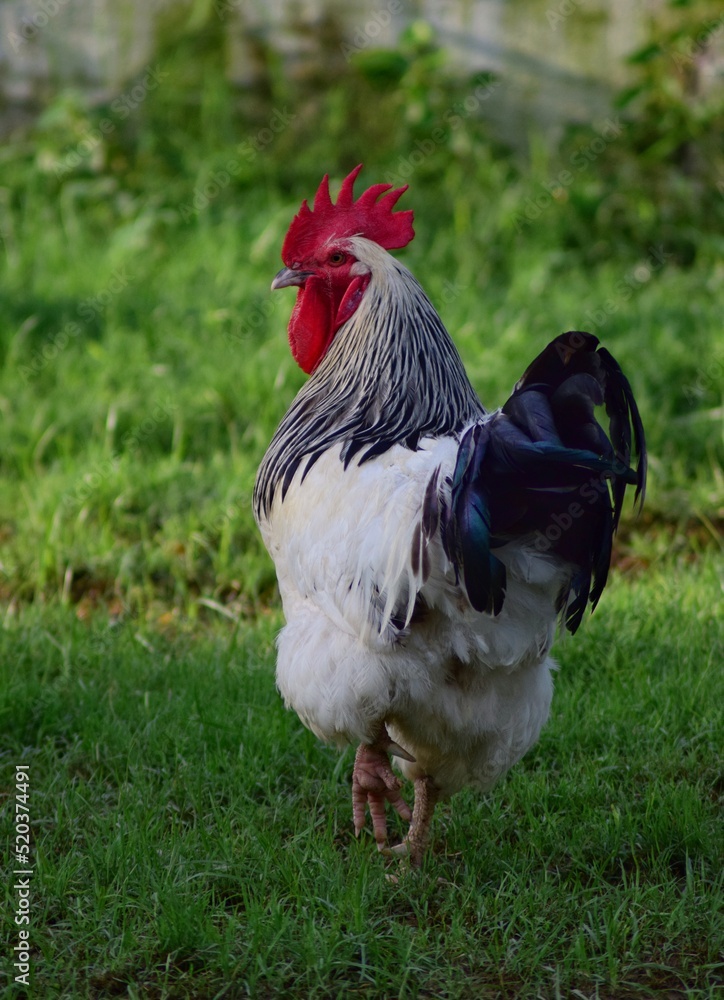 Fototapeta premium rooster in the farm