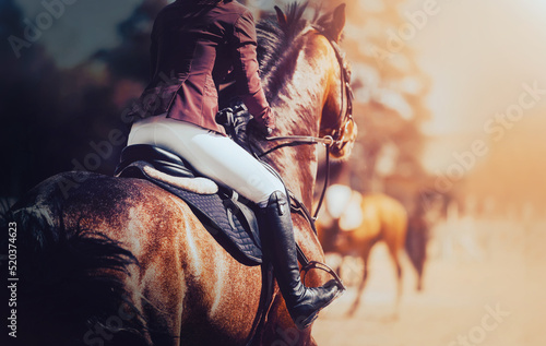 A rear view of a bay horse galloping fast with a rider in the saddle, illuminated by sunlight on a summer day Fototapet