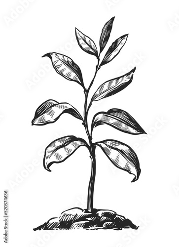 Sprout in ground sketch. Leafy plant or young tree growing from the soil isolated. Nature concept vector illustration