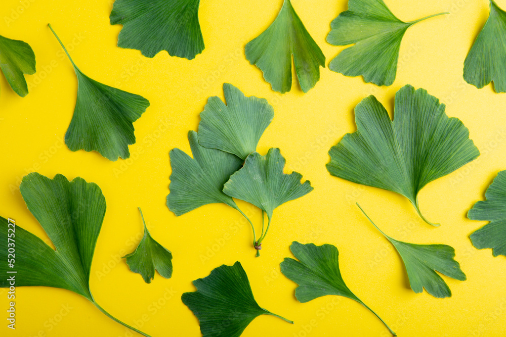 Obraz premium Ginkgo biloba leaves pattern on yellow background. Traditional, herbal medicine and Homeopathy concept.