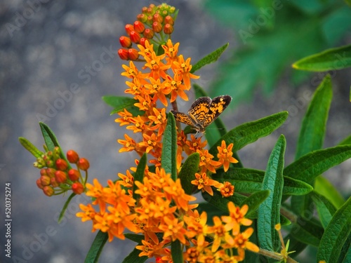 Billede på lærred Monarch Butterfly Pollinating on Orange Flowers