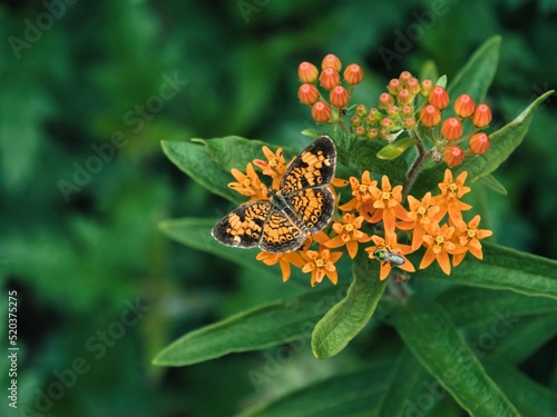 Monarch Butterfly Pollinating on Orange Flowers photo