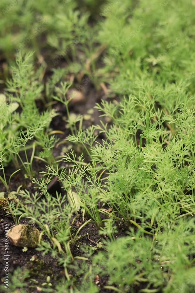 Green dill plants growing in the garden.