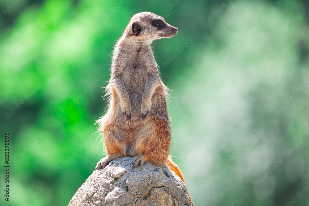 Obraz premium Meerkat standing on a rock . Cute suricate animal . Bright green background 