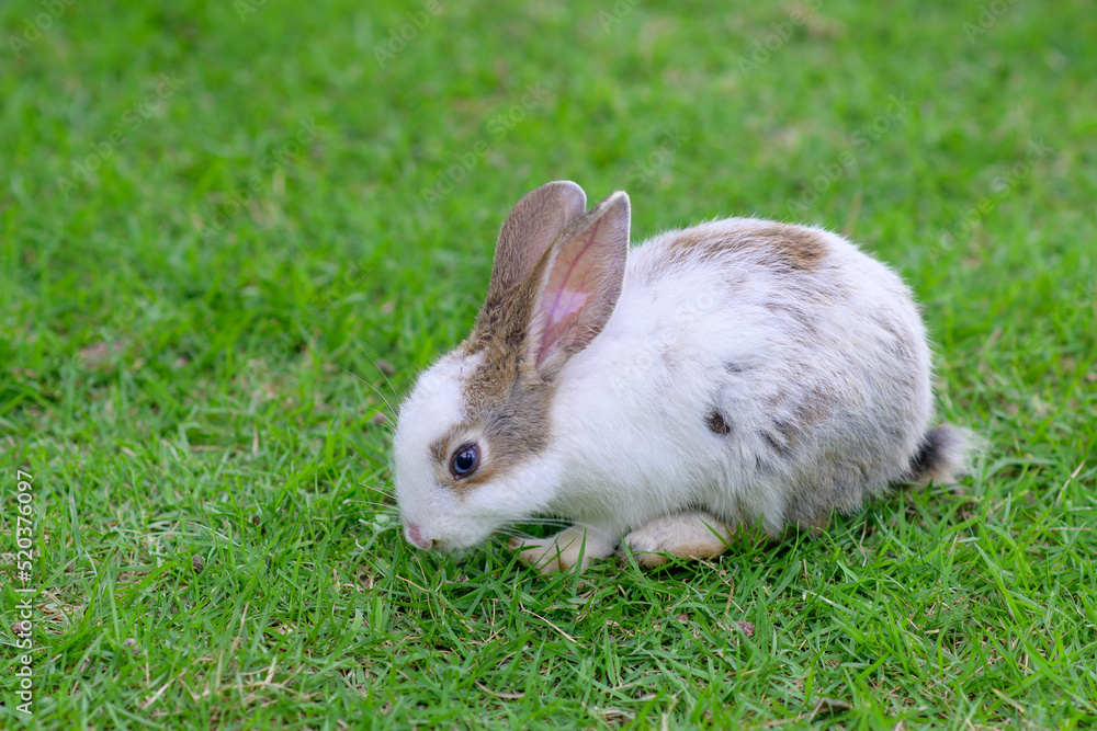 Cute fluffy rabbits are grazing on the lawn. Cute fluffy rabbits are grazing on the lawn.