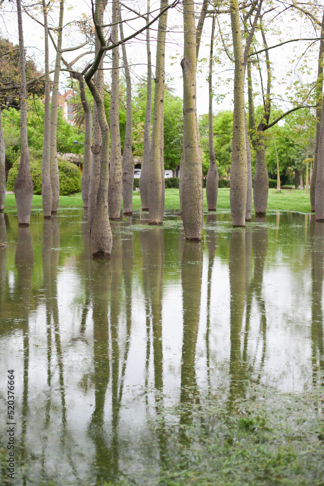 Flooding in Europe after rain. Bottle tree or Ceiba Chorisia exotic trees in the park Turia in Valencia, Spain. Flood in the park - trees in the deep water in spring