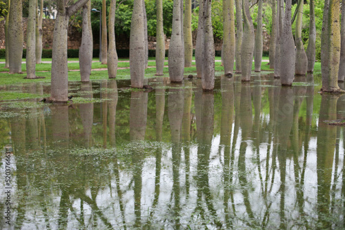 Flooding in Europe after rain. Bottle tree or Ceiba Chorisia exotic trees in the park Turia in Valencia  Spain. Flood in the park - trees in the deep water in spring