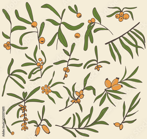 Vector illustration collection of sea buckthorn. Sketch of berries and leaves, drawing on a white background.