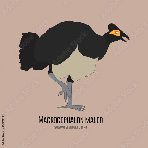 Maleo Vector (Macrocephalon maleo) illustrations photo