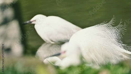 white dove on green grass photo