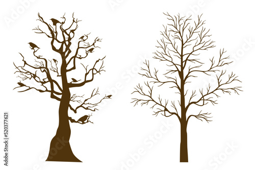 Trees without leaves. Autumn. Winter.