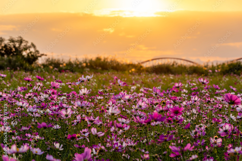 秋の夕暮れの河川敷の花畑に咲くコスモス 秋の夕暮れの河川敷の花畑に咲くコスモス