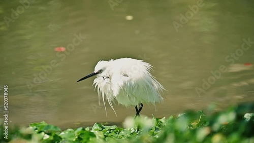 cute egret photo