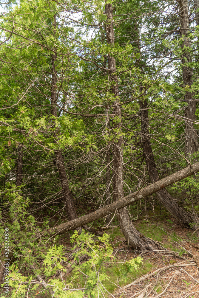 Woodlands of North America Ontario, Canada. Old dead fir and spruce trees background. Wild forests at Singing Sands, large sandy beach on Lake Huron. Popular tourist visit location. Bruce Peninsula. Woodlands of North America Ontario, Canada. Old dead fir and spruce trees background. Wild forests at Singing Sands, large sandy beach on Lake Huron. Popular tourist visit location. Bruce Peninsula.