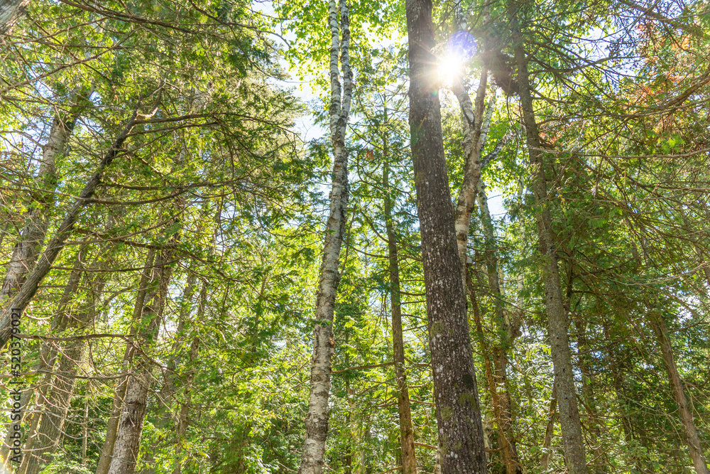 Obraz premium Bottom view of tall old trees in evergreen wild forest in Ontario of Canada. Looking up at spruce trees crowns branches and twigs in the wood forest.