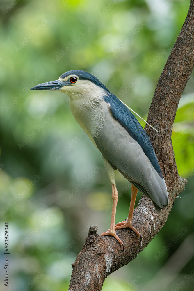 Black-crowned Night Heron perching on a tree branch Black-crowned Night Heron perching on a tree branch