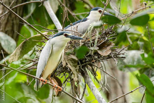 Pair of Black-crowned Night Herons perching near their nest photo