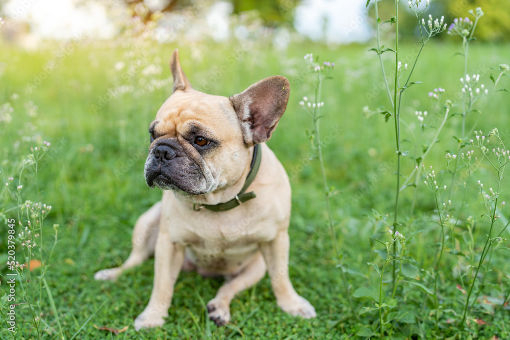 french bulldog sitting at field and looking away.