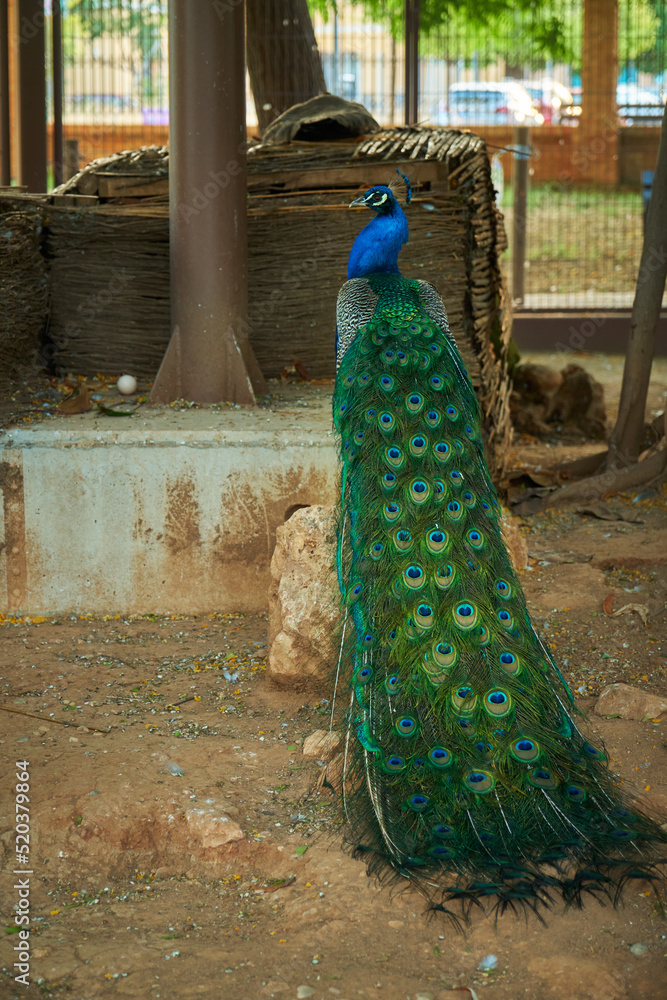 Obraz premium a beautiful peacock with a long tail