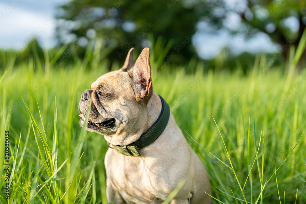 Cute french bulldog sitting at grass field looking away.
