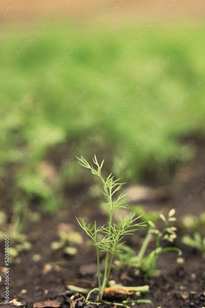 Baby dill plant growing in the spring garden. Baby dill plant growing in the spring garden.