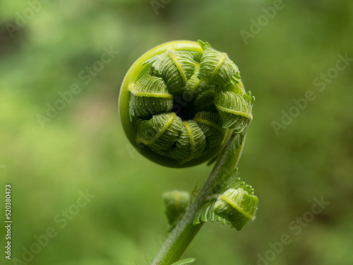 Close-up Of Fern Leaf