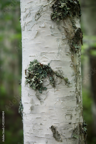 bark of a birch