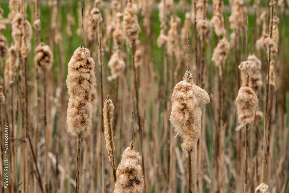 Full frame shot of the dried flower spikes of common bulrush plants (Typha latifolia) in the Full frame shot of the dried flower spikes of common bulrush plants (Typha latifolia) in the
