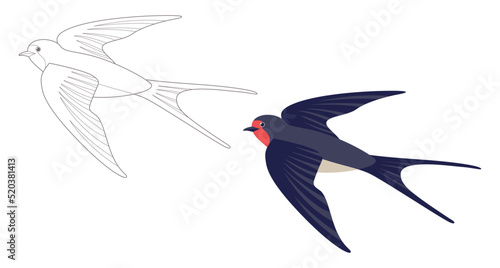 Coloring page outlined flying swallows. Bird in flight. Vector flat illustration isolated on white. Coloring book for children.