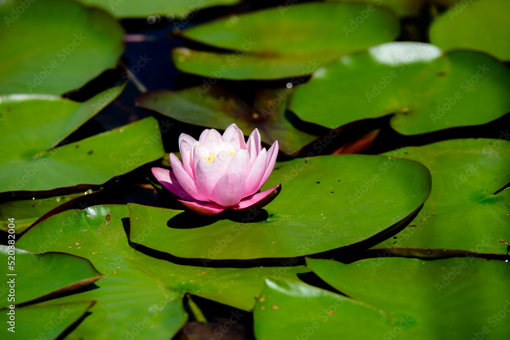 .beautiful red water lilies with green leaves in a park pond on a sunny summer day .beautiful red water lilies with green leaves in a park pond on a sunny summer day