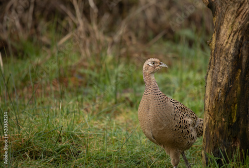 Female common pheasant, phasianus colchicus, hen at the base of a tree stump isolated from background