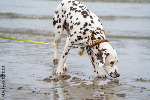 dalmatian on the beach 