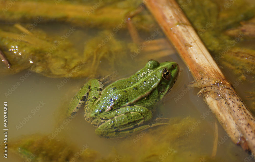 Grüner Teichfrosch in einem Sumpf. Man sieht ihn schräg von hinten. Grüner Teichfrosch in einem Sumpf. Man sieht ihn schräg von hinten.