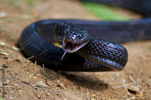 Boiga Dendrophila Gemmicincta, Sulawesi Mangrove Snake