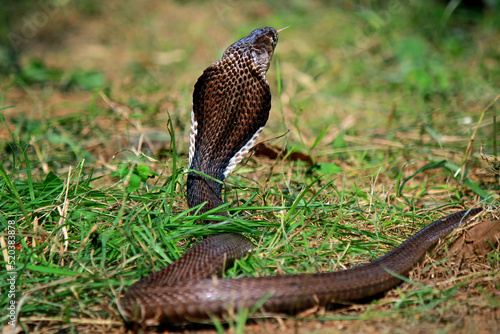 King Cobra on the grass photo