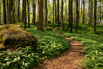 Keuken achterwand Bosweg Lentebos met bloeiende daslook  © teddiviscious